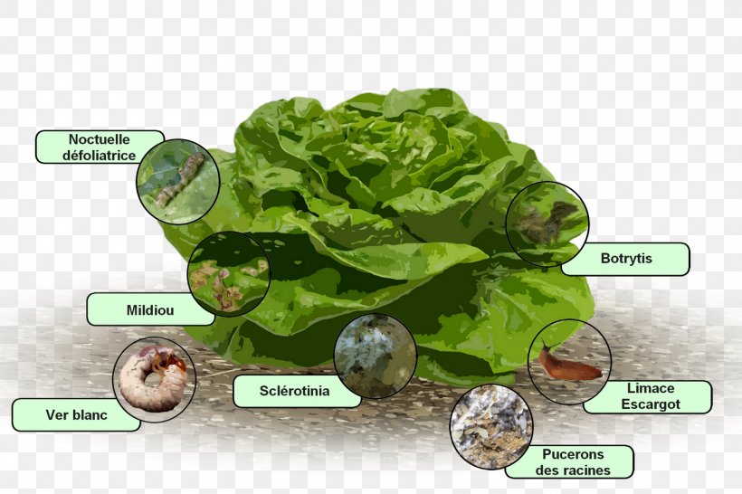 Romaine Lettuce Downy Mildew Disease Salad, PNG, 1500x1000px, Lettuce, Disease, Downy Mildew, Grass, Jauche Download Free