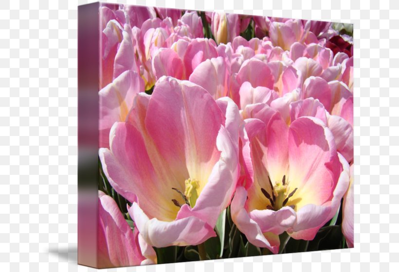 Tulip Cut Flowers Petal Pink M, PNG, 650x560px, Tulip, Cut Flowers, Flower, Flowering Plant, Herbaceous Plant Download Free