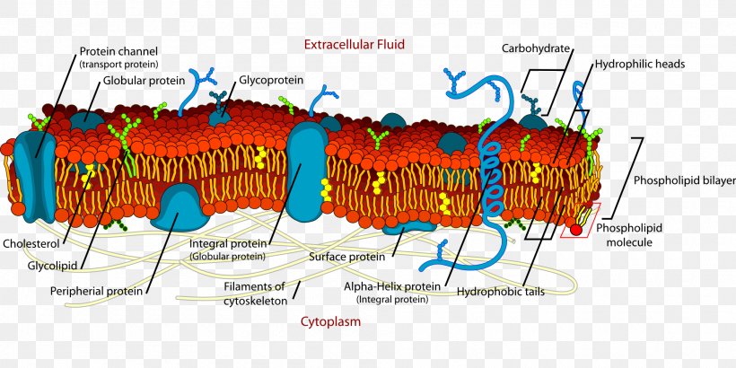 Cell Membrane Biological Membrane Biology, PNG, 1920x960px, Cell Membrane, Advertising, Aquaporin, Area, Artificial Cell Download Free