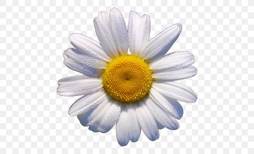 Clapham Wilstead Daisy May Florists Sharnbrook Bedford, PNG, 500x500px, Clapham, Aster, Bedford, Bedfordshire, Chamaemelum Nobile Download Free