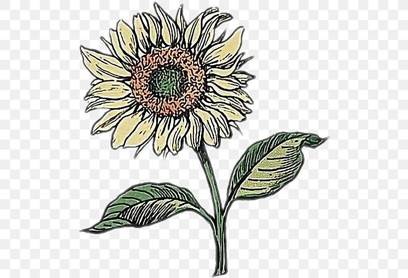 Drawing Doodle Image Art, PNG, 508x558px, Drawing, Aesthetics, Art, Botany, Daisy Family Download Free