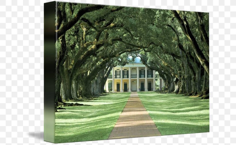 Lawn Oak Alley Plantation Woodland Landscape, PNG, 650x506px, Lawn, Arch, Branch, Estate, Facade Download Free