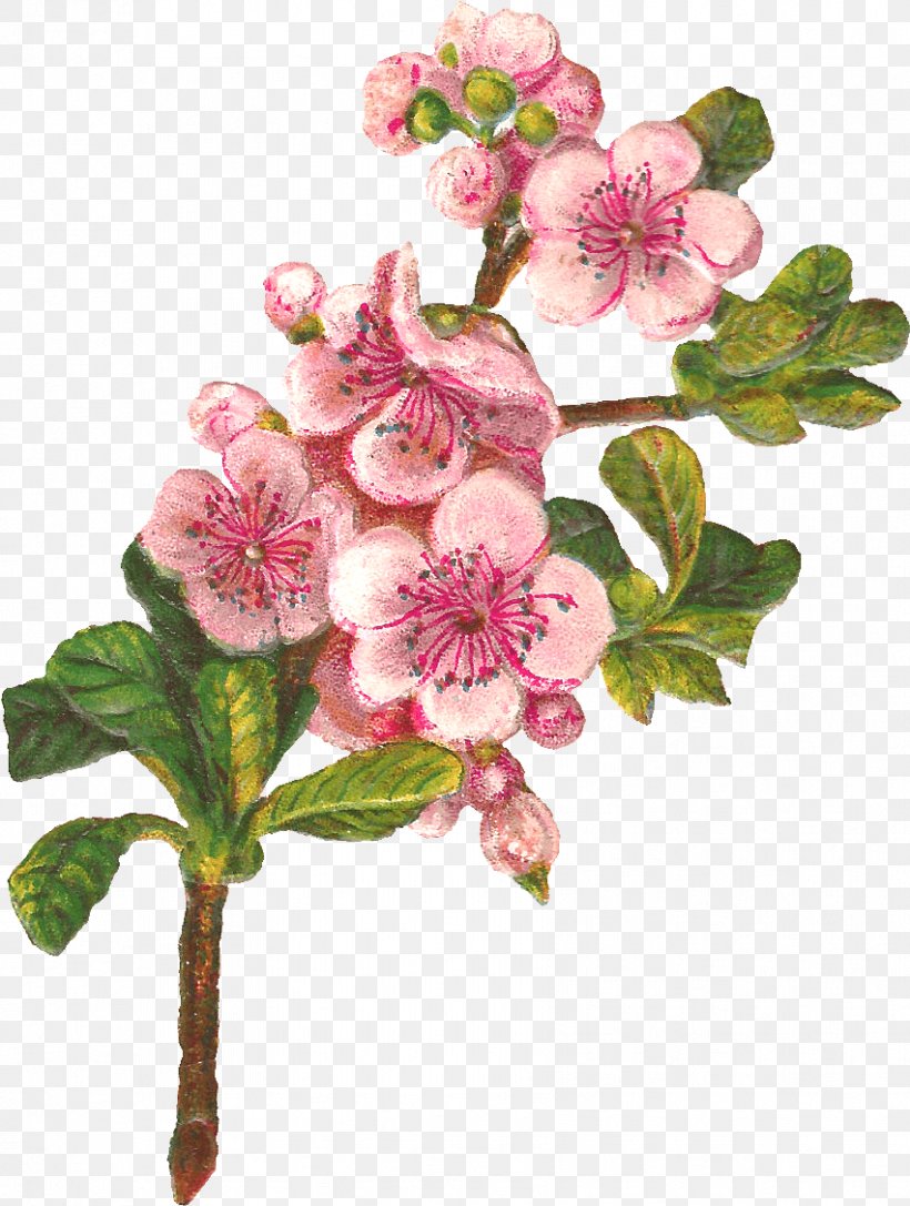 Rose Flower Drawing, PNG, 851x1129px, Blossom, Almond Blossoms, Apple, Branch, Cherry Blossom Download Free
