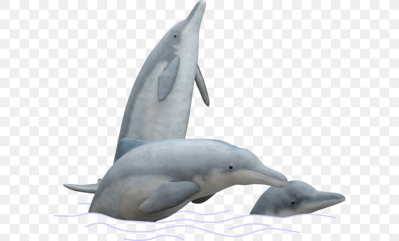 Spinner Dolphin Striped Dolphin Common Bottlenose Dolphin Tucuxi Short-beaked Common Dolphin, PNG, 600x495px, Spinner Dolphin, Baiji, Bottlenose Dolphin, Common Bottlenose Dolphin, Common Dolphin Download Free
