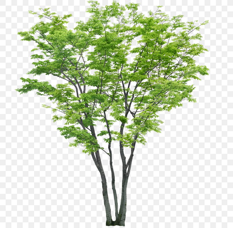 Tree Shrub Woody Plant Clip Art, PNG, 718x800px, Tree, American Sycamore, Branch, Digital Image, Oak Download Free