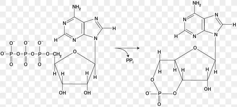 Adenylyl Cyclase Cyclic Adenosine Monophosphate Second Messenger System Guanylate Cyclase, PNG, 818x369px, Adenylyl Cyclase, Adenosine Monophosphate, Adenosine Triphosphate, Adrenaline, Auto Part Download Free