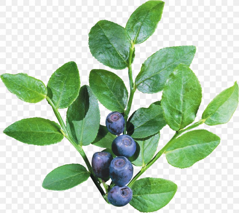 Blueberry Icon, PNG, 3888x3475px, Blueberry, Anthocyanidin, Aristotelia Chilensis, Auglis, Berry Download Free