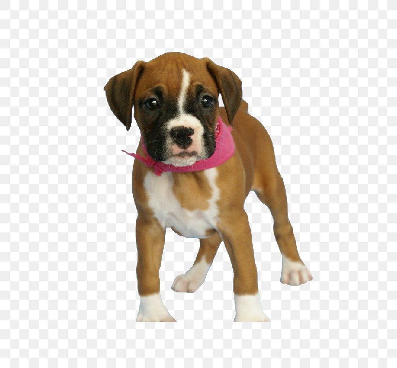 Boxer Puppy Valley Bulldog Siberian Husky, PNG, 700x760px, Boxer, Breed, Bulldog, Carnivoran, Coat Download Free