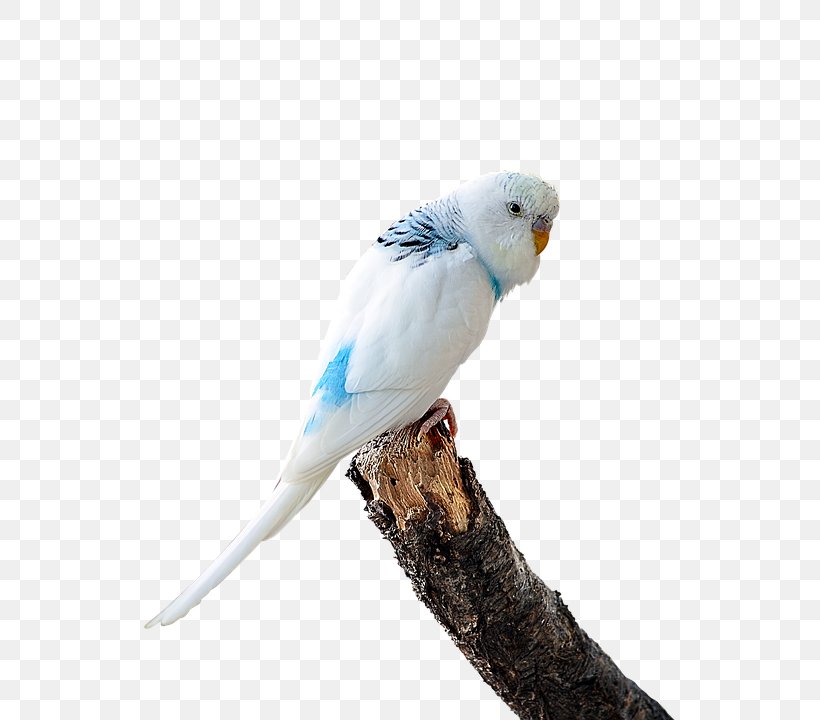 Budgerigar Lovebird T-shirt Parakeet, PNG, 647x720px, Budgerigar, Beak, Bird, Cockatoo, Common Pet Parakeet Download Free