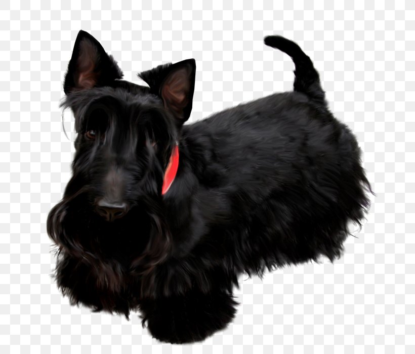 Scottish Terrier Miniature Schnauzer Poodle Black Russian Terrier Labrador Retriever, PNG, 700x698px, Scottish Terrier, Black Russian Terrier, Cairn Terrier, Carnivoran, Dog Download Free