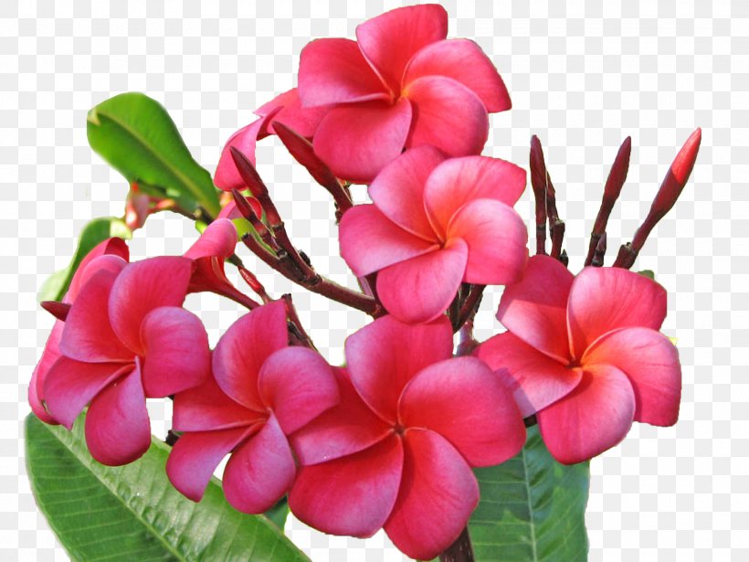 Flower Bouquet Plumeria Rubra Clip Art, PNG, 2100x1575px, Flower, Annual Plant, Dracaena, Flower Bouquet, Flowering Plant Download Free