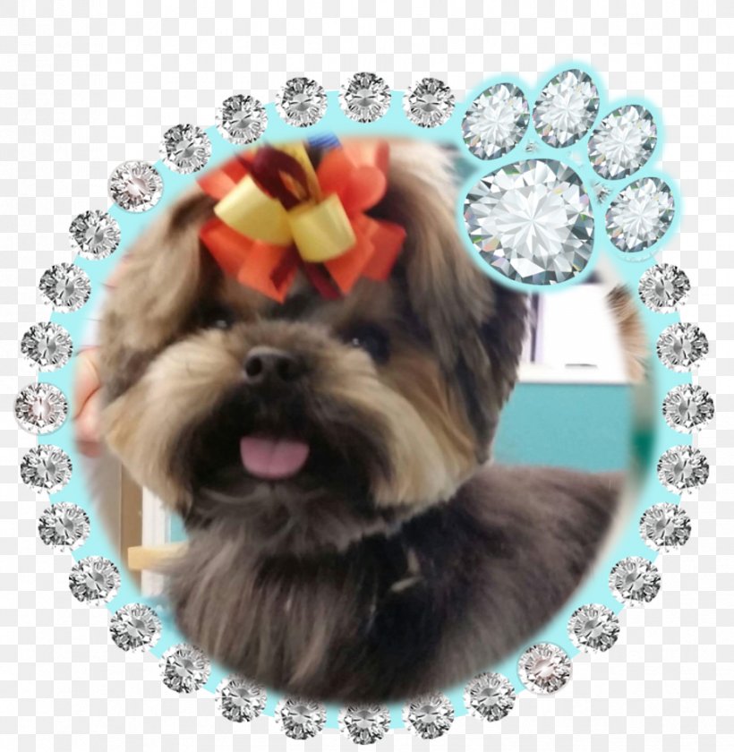 Morkie Shih Tzu Contact Lens: Fitting Guide Contact Lenses Havanese Dog, PNG, 927x950px, Morkie, Carnivoran, Circle Contact Lens, Companion Dog, Contact Lenses Download Free