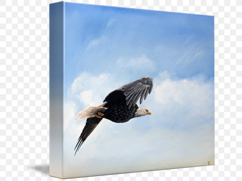 Bald Eagle Vulture Advertising Stock Photography Beak, PNG, 650x614px, Bald Eagle, Accipitriformes, Advertising, Beak, Bird Download Free