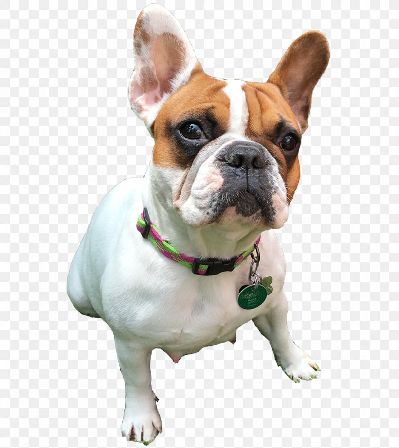 French Bulldog Olde English Bulldogge Toy Bulldog Old English Bulldog, PNG, 960x1080px, French Bulldog, Breed, Bulldog, Bulldog Breeds, Carnivoran Download Free