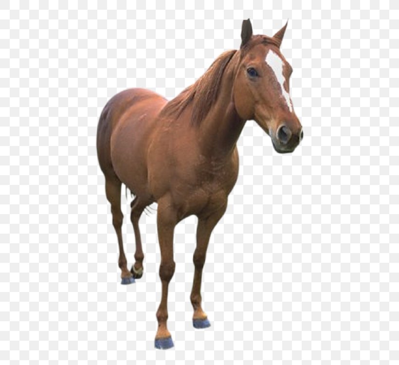 Horse Clip Art, PNG, 750x750px, Horse, Animaatio, Animal Figure, Animation, Bridle Download Free