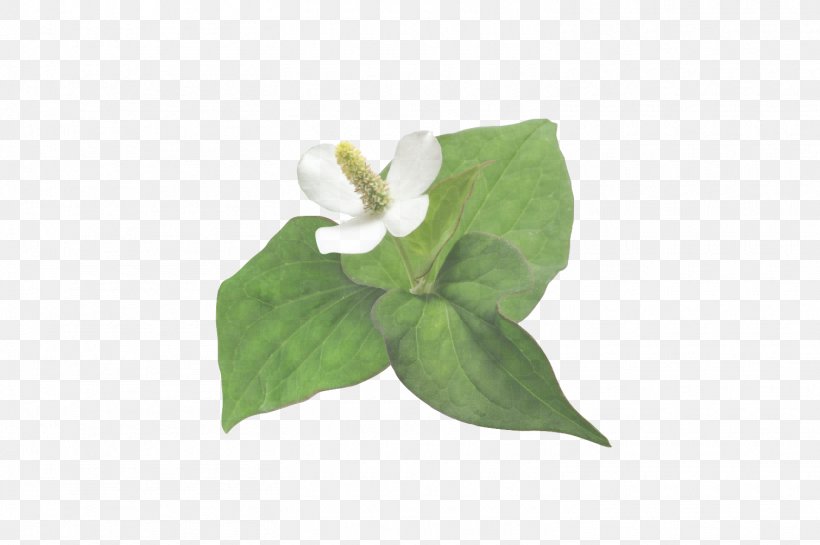 Ivy, PNG, 1510x1005px, Leaf, Alismatales, Anthurium, Arum Family, Flower Download Free