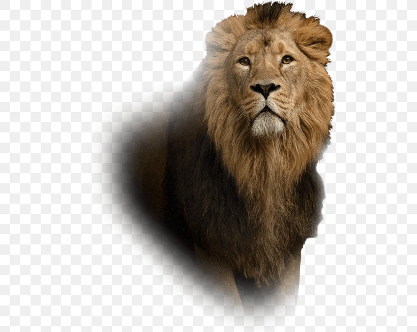 Lion Leo Islam Astrological Sign Aura, PNG, 500x652px, Lion, Animal Figure, Astrological Sign, Astrology, Aura Download Free