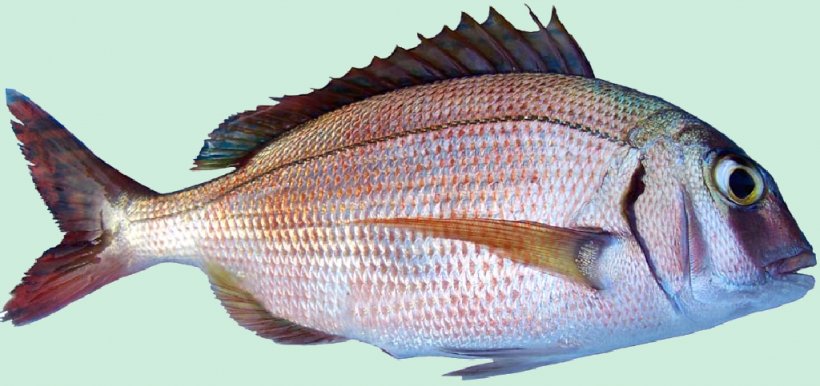 Red Porgy Bluespotted Seabream Pagrus Major Common Pandora Fish, PNG, 1024x483px, Red Porgy, Animal Source Foods, Barracuda, Bluespotted Seabream, Common Dentex Download Free