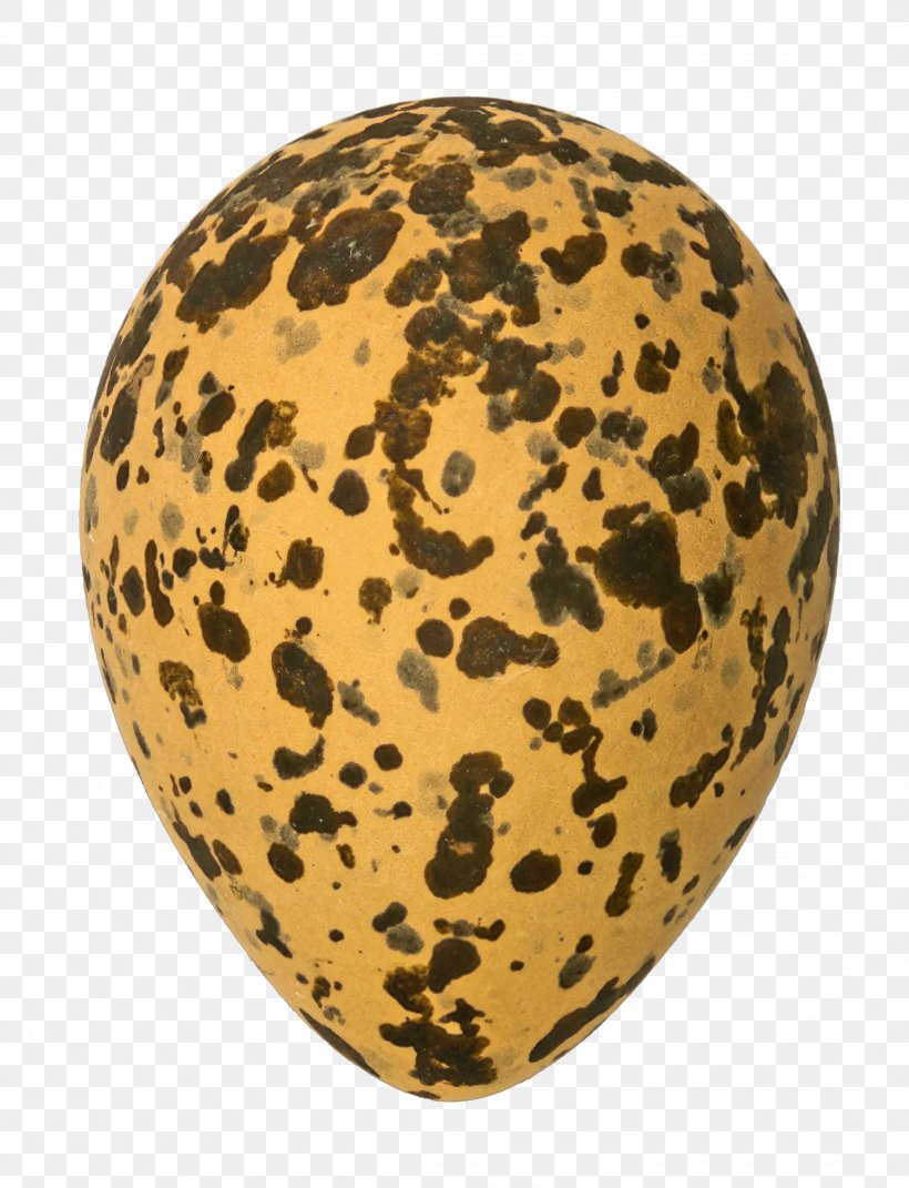 Bird Egg Spur-winged Lapwing Grey Partridge, PNG, 2168x2833px, Bird Egg, Avian Clutch Size, Bird, Carnivoran, Chicken Egg Sizes Download Free
