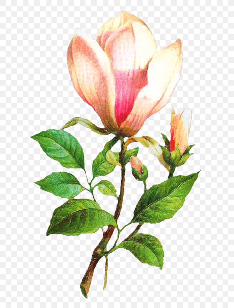 Clip Art Flower Rose Plants, PNG, 670x1080px, Flower, Botany, Bud, Cut Flowers, Drawing Download Free