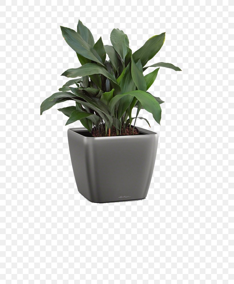 Flowerpot Leaf Houseplant Agave INAV DBX MSCI AC WORLD SF, PNG, 750x995px, Flowerpot, Agave, Houseplant, Inav Dbx Msci Ac World Sf, Leaf Download Free