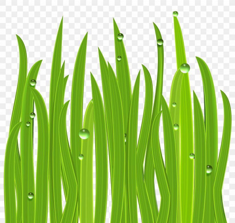 Icon Clip Art, PNG, 4000x3791px, Art, Commodity, Flower, Grass, Grass Family Download Free