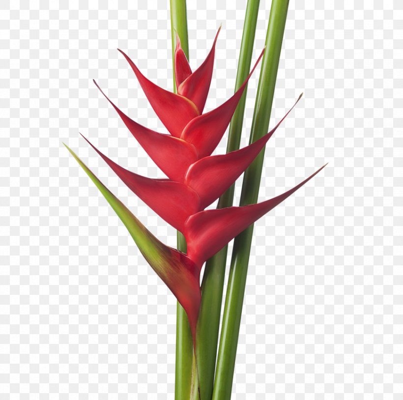 Lobster-claws Cut Flowers Drawing Strelitzia Reginae, PNG, 870x864px, Lobsterclaws, Bird Of Paradise Flower, Bud, Cut Flowers, Drawing Download Free