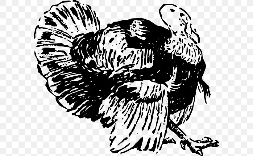 Chicken Turkey Drawing, PNG, 600x507px, Chicken, Art, Beak, Bird, Bird Of Prey Download Free