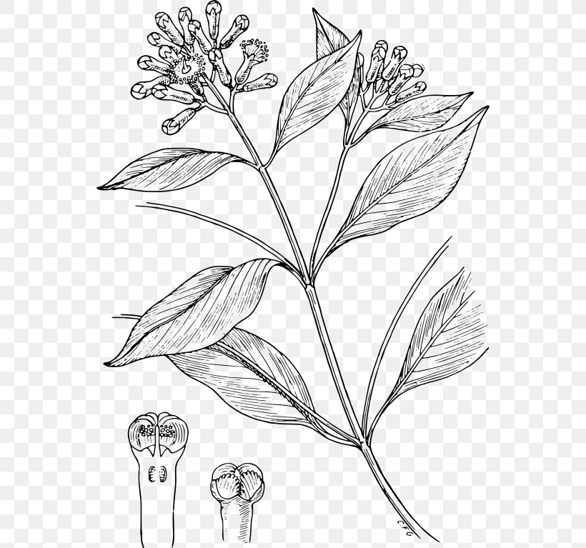 Clove Condiment Drawing Line Art Spice, PNG, 550x767px, Clove, Animated Cartoon, Artwork, Black And White, Branch Download Free