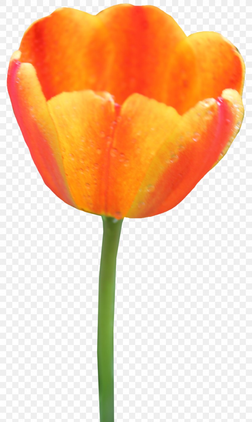 Tulip Clip Art, PNG, 900x1504px, Tulip, Close Up, Flower, Flowering Plant, Image File Formats Download Free