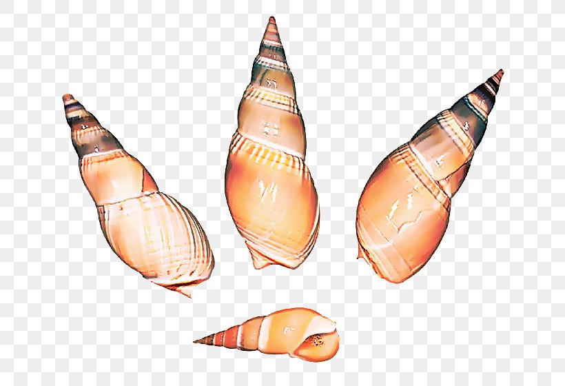 Conch Shankha Pencil Peach Conch, PNG, 695x560px, Conch, Peach, Pencil, Sea Snail, Shankha Download Free