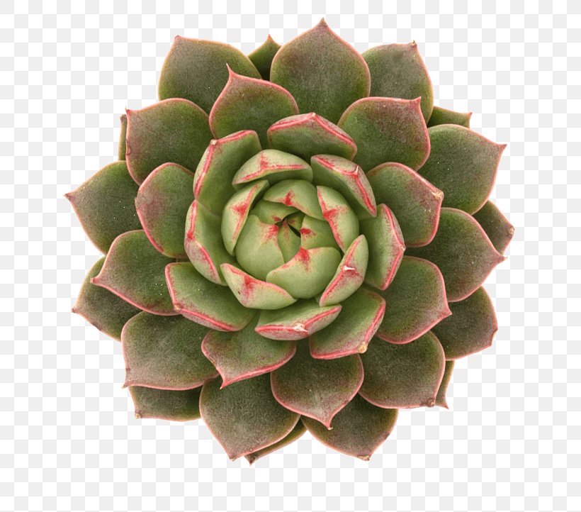 Echeveria Succulent Plant Cactaceae Houseleek, PNG, 722x722px, Echeveria, Agave, Cactaceae, Cactus Garden, Flower Download Free