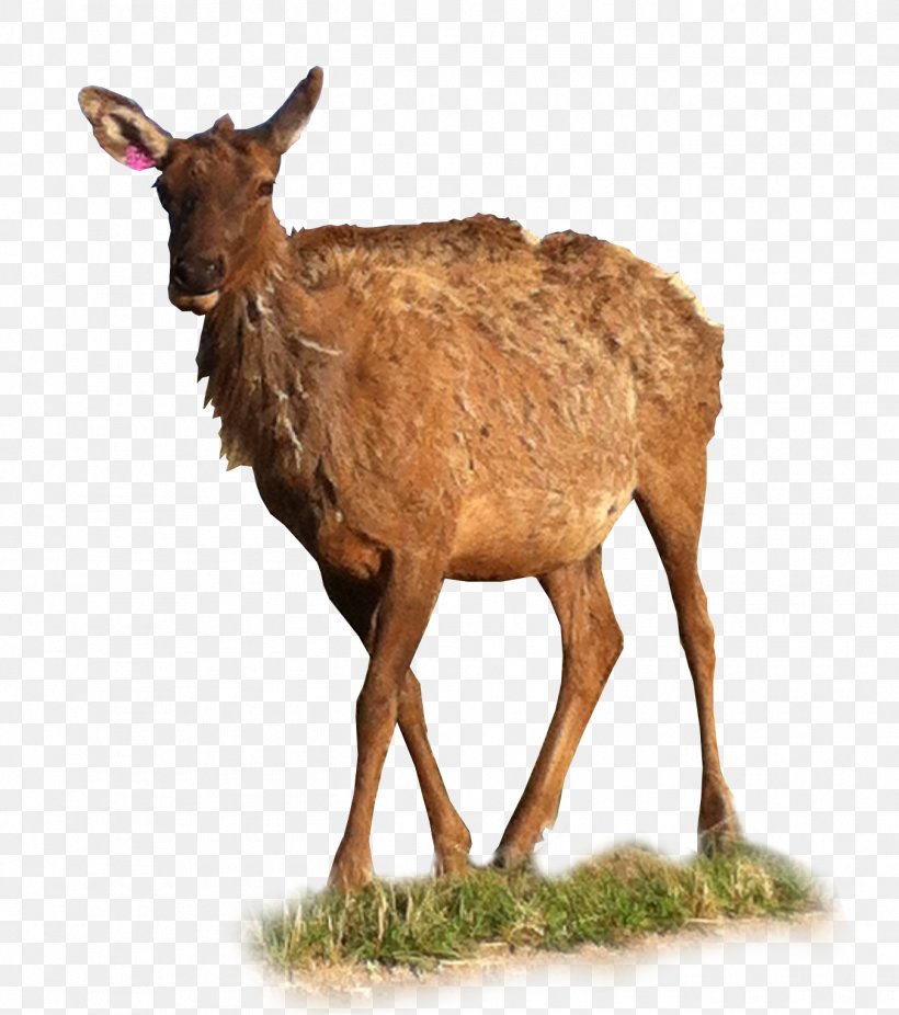 Elk White-tailed Deer Reindeer Antelope, PNG, 1350x1525px, Elk, Animal, Antelope, Antler, Cow Goat Family Download Free