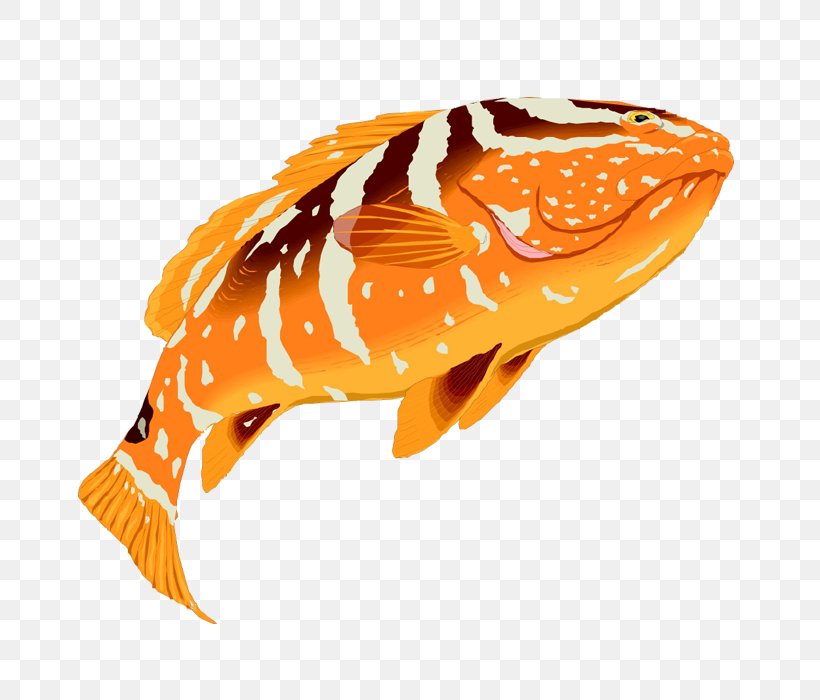Grouper Fish Clip Art, PNG, 700x700px, Grouper, Fish, Orange, Organism, Photography Download Free