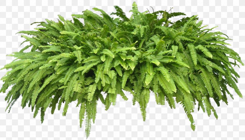 Houseplant Wodyetia Shrub, PNG, 886x507px, Plant, Arecaceae, Epipremnum, Fern, Ferns And Horsetails Download Free