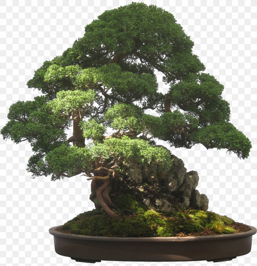 Indoor Bonsai Bonsai For Beginners Garden, PNG, 1353x1400px, Bonsai, Bonsai For Beginners, Evergreen, Flowerpot, Garden Download Free