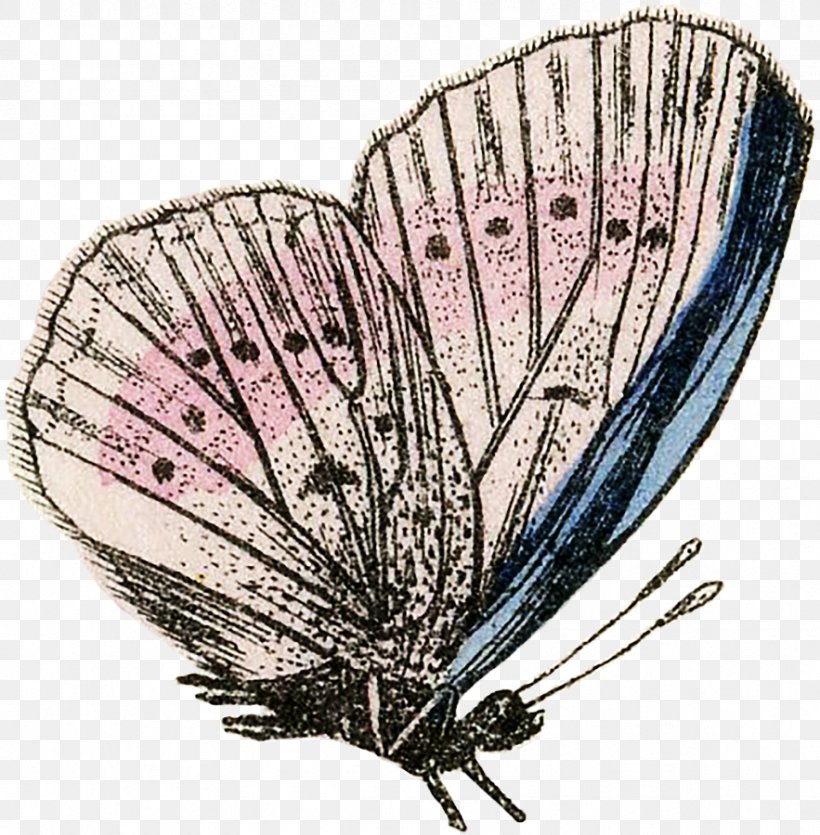 Moth Insect Wing Fan Plants, PNG, 883x900px, Moth, Arthropod, Butterfly, Decorative Fan, Fan Download Free