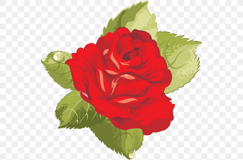 One Flower One Rose Valentines Day, PNG, 546x543px, One Flower, Artificial Flower, Begonia, China Rose, Cut Flowers Download Free