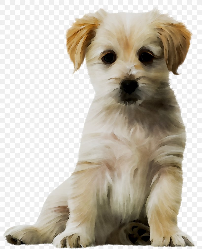 Puppy Havanese Dog Maltese Dog Cat Pekingese, PNG, 1530x1888px, Puppy, Ancient Dog Breeds, Bichon, Bolonka, Canidae Download Free
