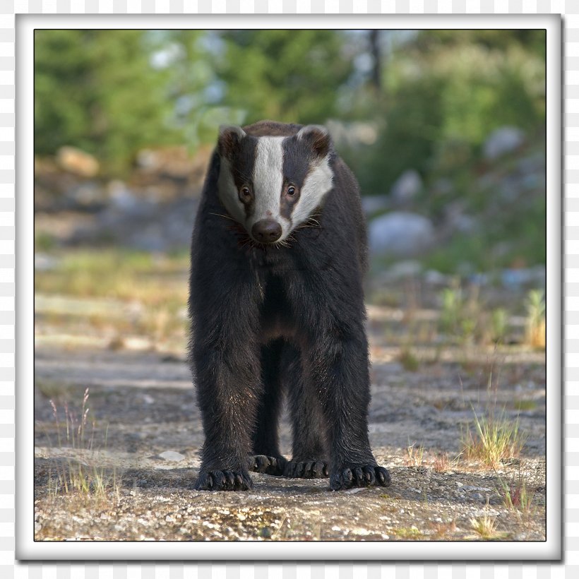 American Black Bear Sloth Bear Terrestrial Animal, PNG, 1417x1417px, American Black Bear, Animal, Bear, Fauna, Sloth Download Free