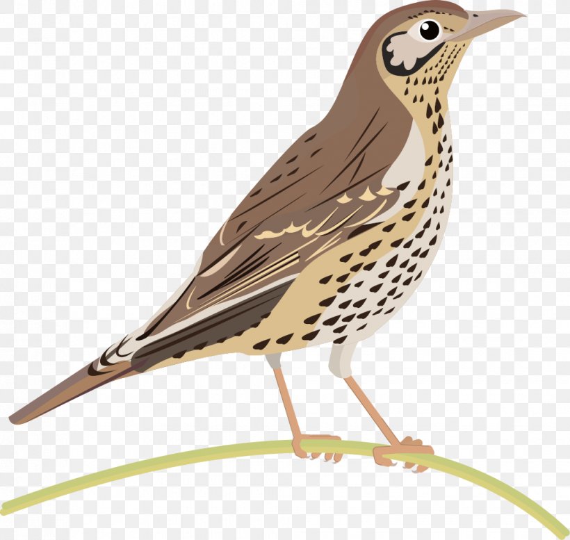 Lark Common Nightingale Bird Finches Thrush, PNG, 1030x977px, Lark, American Sparrows, Animal, Beak, Bird Download Free