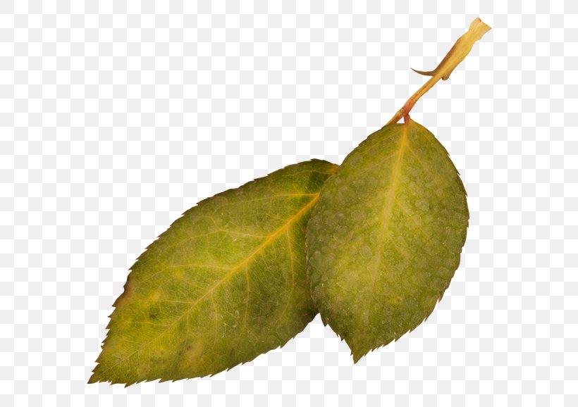 Leaf Plant 0 1 2, PNG, 600x578px, Leaf, Berry, Fruit, Pathology, Plant Download Free