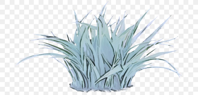 White Grass Plant Grass Family Flower, PNG, 699x394px, White, Agave, Flower, Grass, Grass Family Download Free