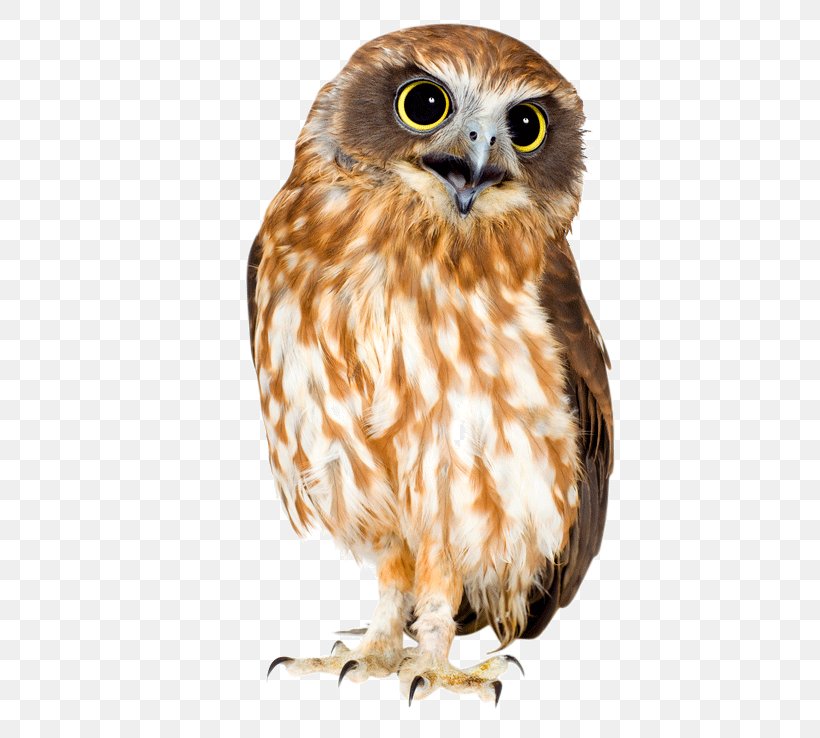 Barn Owl Bird Eurasian Eagle-owl Great Horned Owl, PNG, 482x738px, Owl, Barn Owl, Barred Owl, Beak, Bird Download Free