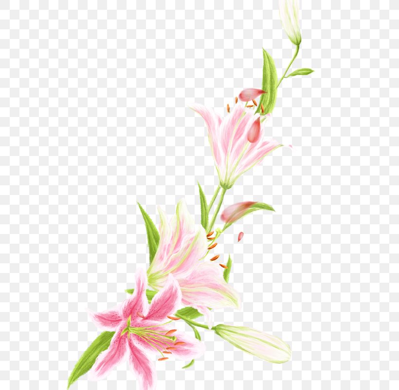 Floral Design Pink Lilium Flower, PNG, 800x800px, Floral Design, Blossom, Cut Flowers, Fleurdelis, Flora Download Free