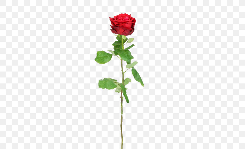 Garden Roses, PNG, 500x500px, Garden Roses, Blackpink, Cabbage Rose, Cut Flowers, Floribunda Download Free