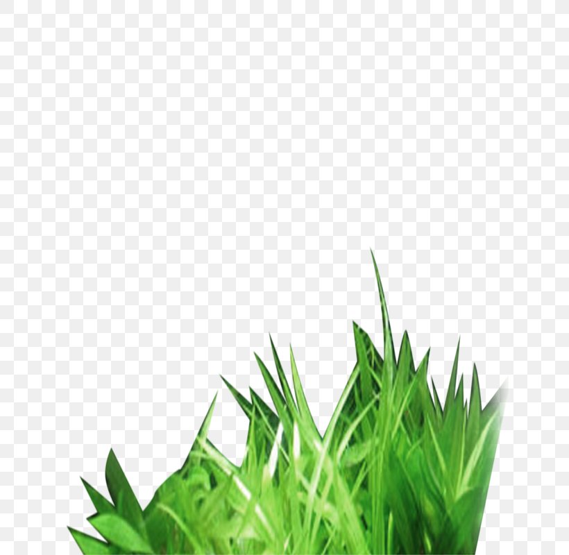 Grass, PNG, 800x800px, Grass, Designer, Grass Family, Gratis, Green Download Free