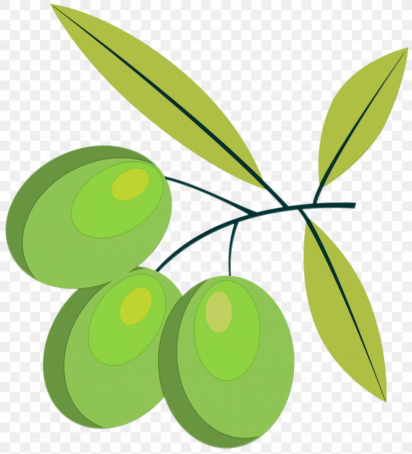 Leaf Green Olive Plant Tree, PNG, 2179x2400px, Watercolor, Branch, Fruit, Green, Leaf Download Free