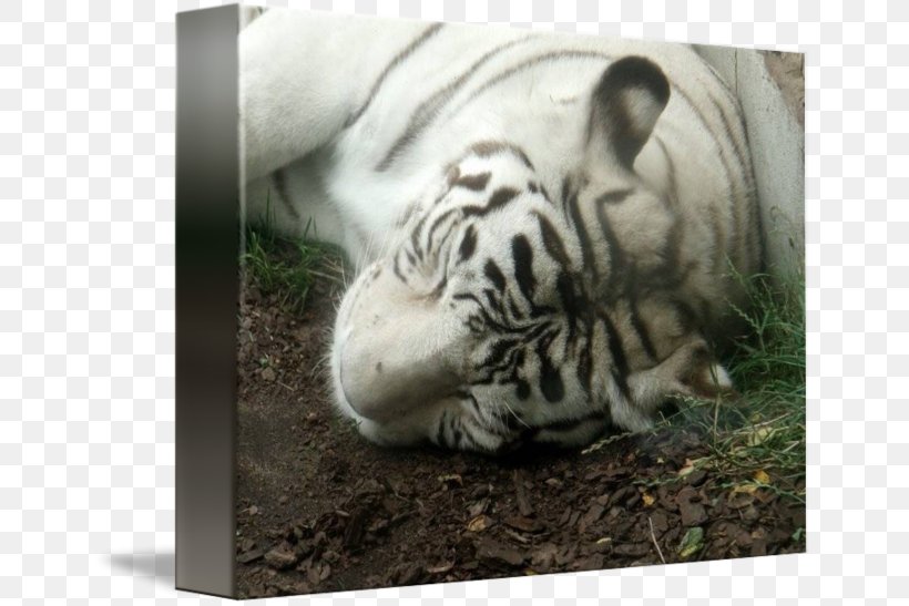 Tiger Big Cat Terrestrial Animal Wildlife, PNG, 650x547px, Tiger, Animal, Big Cat, Big Cats, Carnivoran Download Free