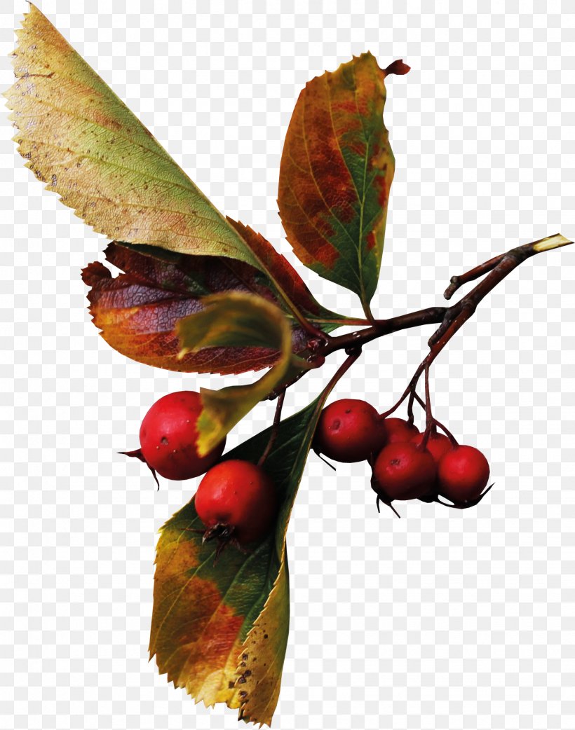 Autumn Auglis Berry Clip Art, PNG, 1541x1960px, Autumn, Auglis, Berry, Branch, Chokeberry Download Free